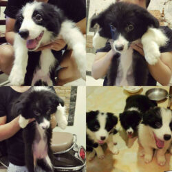 ban-cho-border-collie-thuan-chung-gia-re