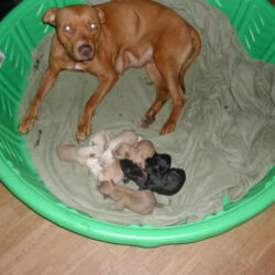 Địa chỉ bán pitbull