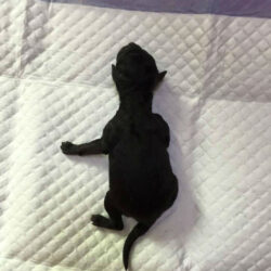 địa chỉ bán teacup poodle