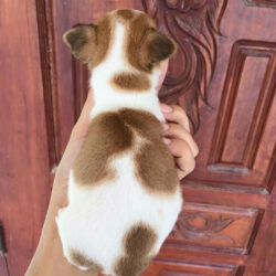 địa chỉ bán chihuahua