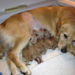 địa chỉ bán Golden Retriever thuần chủng