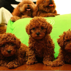 địa chỉ bán chó poodle