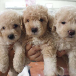 địa chỉ bán tiny poodle