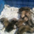 Bán chó Pug nhà đẻ Bán chó Pug nhà đẻ