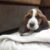 Bán chó Basset Hound thuần chủng giá tốt tại Hà Nội - Image 2 Bán chó Basset Hound thuần chủng giá tốt tại Hà Nội - Image 2
