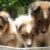 Bán chó Mini Collie thuần chủng giá rẻ tại Hà Nội - Image 1 Bán chó Mini Collie thuần chủng giá rẻ tại Hà Nội - Image 1