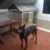 Bán chó Doberman giá cực rẻ khu vực Từ Liêm, Hà Nội - Image 1