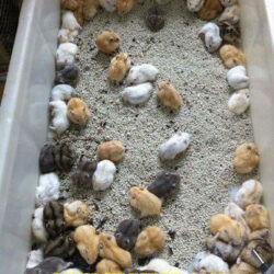 ban-chuot-hamster-tai-da-nang