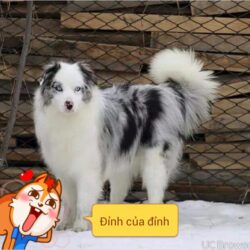TMPDOODLE1457589066269