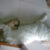 tony