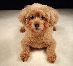 chó-Poodle-300x225