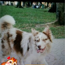 TMPDOODLE1457459483132