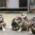 Cần Bán Chó  Alaska - Husky - Image 1