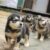 Cần Bán Chó  Alaska - Husky - Image 2