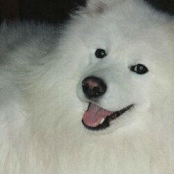 SamoyedZemyReclined