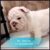 English Bulldog thuần chủng 2 tháng tuổi - Image 1 English Bulldog thuần chủng 2 tháng tuổi - Image 1