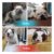 English Bulldog thuần chủng 2 tháng tuổi - Image 3 English Bulldog thuần chủng 2 tháng tuổi - Image 3