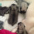 Pug tam love pet cho con Pug tam love pet cho con
