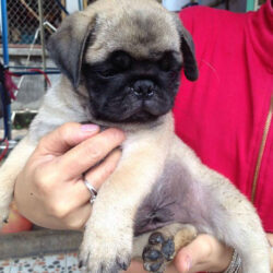 pug đực 2 thang