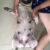 Pug tam love pet Pug tam love pet