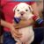 English Bulldog thuần chủng 2 tháng tuổi - Image 2 English Bulldog thuần chủng 2 tháng tuổi - Image 2