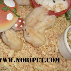 hamster-ww-bong-lan