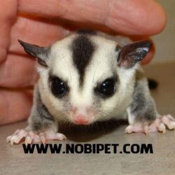 huong-dan-cach-nuoi-soc-bay-uc-sugar-glider-cam-nang-cham-soc-1