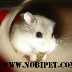 Hamster-robo-mat-nau