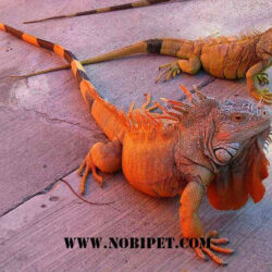 red-iguana-rong-nam-my-mau-do