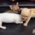bán nhanh chihuahua đực vàng sáng - Image 4