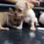 bán nhanh chihuahua đực vàng sáng - Image 2