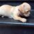 bán nhanh chihuahua đực vàng sáng - Image 1
