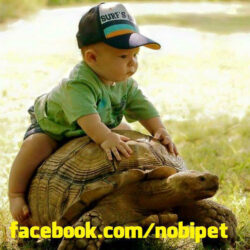 ban-rua-can-sulcata-tortoise-chau-phi-gia-re-nuoi-canh