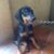 Tìm chủ cho chó Doberman 70 ngày tuổi - Image 1 Tìm chủ cho chó Doberman 70 ngày tuổi - Image 1