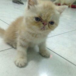 received_313419049023733