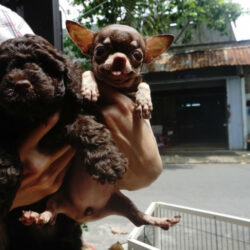 So sánh với bé Chihuahua cùng màu socola đáng yêu