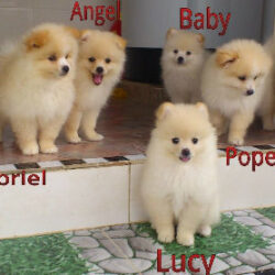 5Puppies1