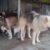 FB_IMG_1487138276303