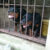2 cho con
