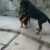 cho con gion