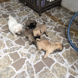 cho pug