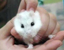 CHUỘT HAMSTER