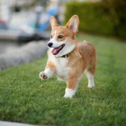 prance-8