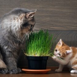 Cat-Grass