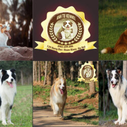 border collie