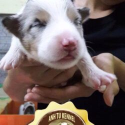Border collie 35