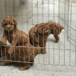 cho-poodle-nau-do