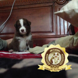 border collie 1