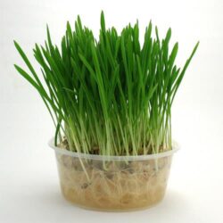 hạt giống cỏ cho mèo
