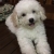 Bán nhanh chó poodle trắng tiny 2,5 tháng mặt xinh đã tiêm phòng 2 mũi